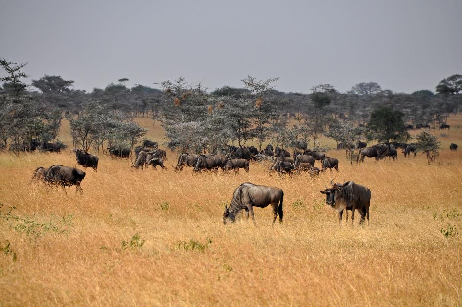 D:\DataFoto\Foto's - Reizen\2009-07-10 Kenia - Tanzania\05 Serengeti\Best Of\KETA1634y.jpg