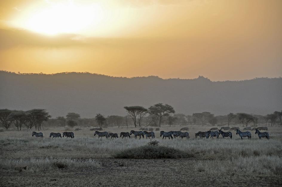 D:\DataFoto\Foto's - Reizen\2009-07-10 Kenia - Tanzania\05 Serengeti\Best Of\KETA2103y.jpg