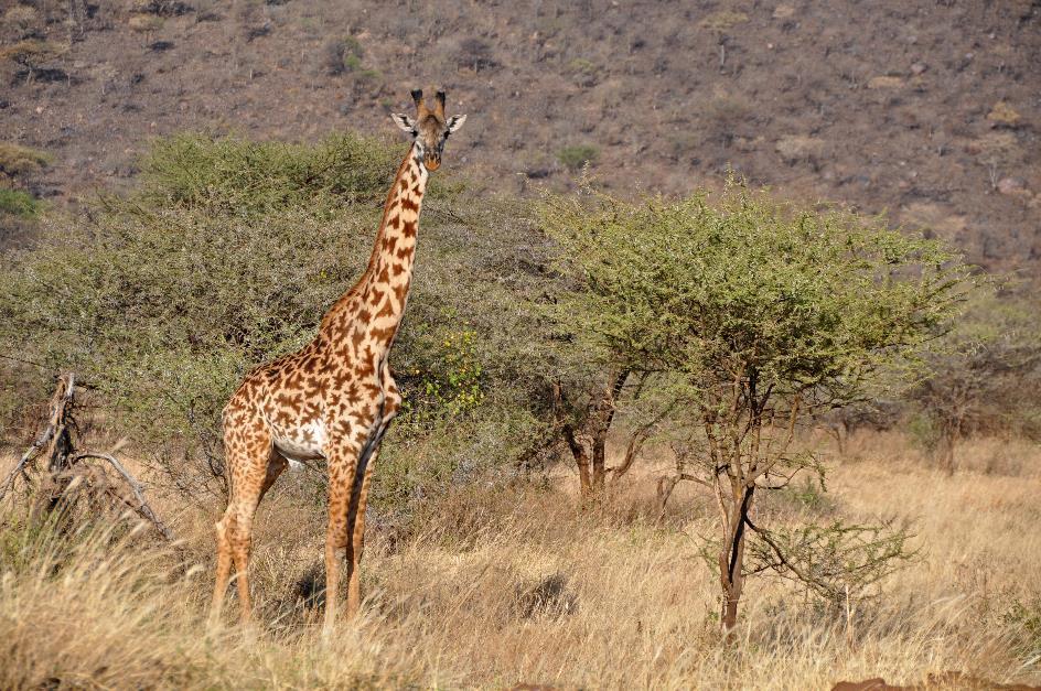 D:\DataFoto\Foto's - Reizen\2009-07-10 Kenia - Tanzania\05 Serengeti\Best Of\KETA2127y.jpg