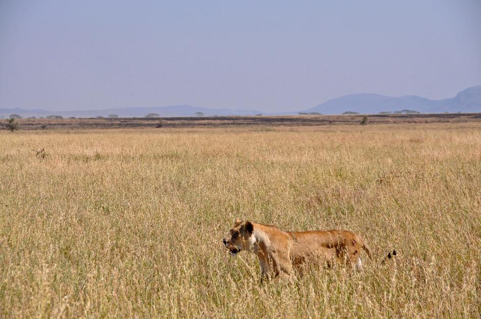D:\DataFoto\Foto's - Reizen\2009-07-10 Kenia - Tanzania\05 Serengeti\Best Of\KETA2257y.jpg