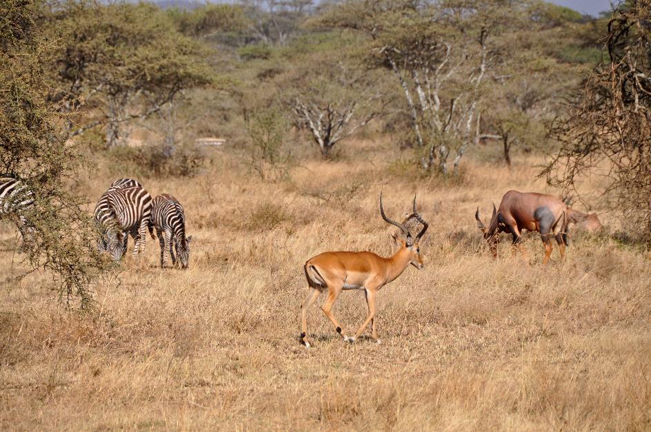 D:\DataFoto\Foto's - Reizen\2009-07-10 Kenia - Tanzania\05 Serengeti\Best Of\KETA2173y.jpg