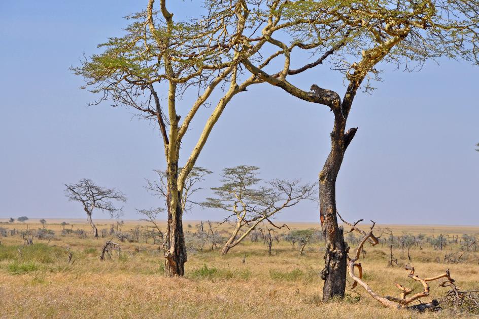 D:\DataFoto\Foto's - Reizen\2009-07-10 Kenia - Tanzania\05 Serengeti\Best Of\KETA2236y.jpg