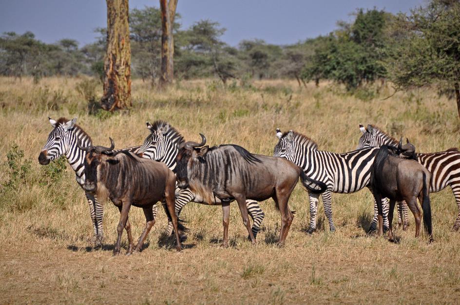 D:\DataFoto\Foto's - Reizen\2009-07-10 Kenia - Tanzania\05 Serengeti\Best Of\KETA2164y.jpg
