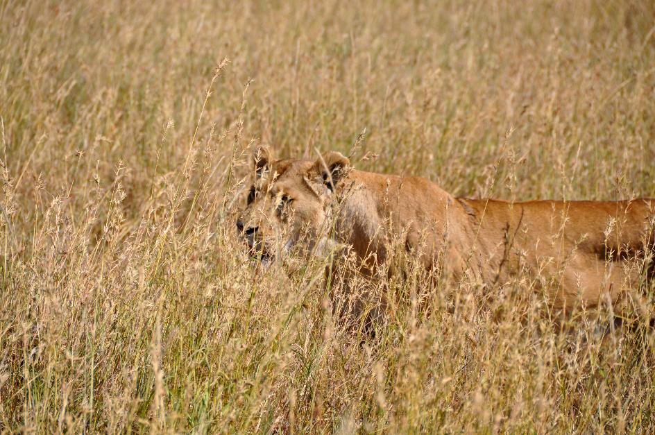 D:\DataFoto\Foto's - Reizen\2009-07-10 Kenia - Tanzania\05 Serengeti\Best Of\KETA2258y.jpg
