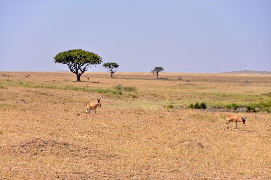 D:\DataFoto\Foto's - Reizen\2009-07-10 Kenia - Tanzania\05 Serengeti\Best Of\KETA2307y.jpg