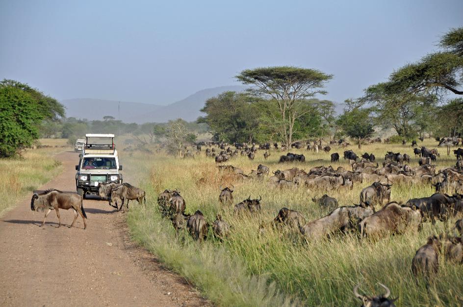 D:\DataFoto\Foto's - Reizen\2009-07-10 Kenia - Tanzania\05 Serengeti\Best Of\KETA1743y.jpg