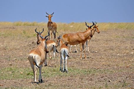 D:\DataFoto\Foto's - Reizen\2009-07-10 Kenia - Tanzania\05 Serengeti\Best Of\KETA2340y.jpg