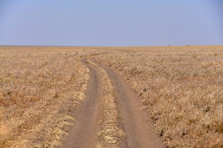 D:\DataFoto\Foto's - Reizen\2009-07-10 Kenia - Tanzania\05 Serengeti\Best Of\KETA2351y.jpg