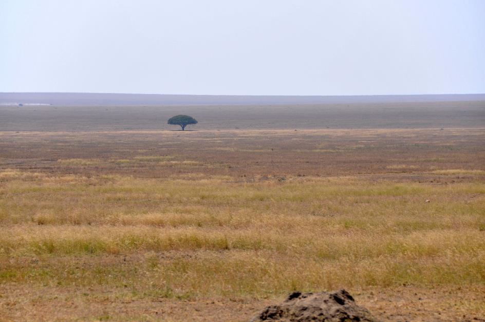 D:\DataFoto\Foto's - Reizen\2009-07-10 Kenia - Tanzania\05 Serengeti\Best Of\KETA2331y.jpg