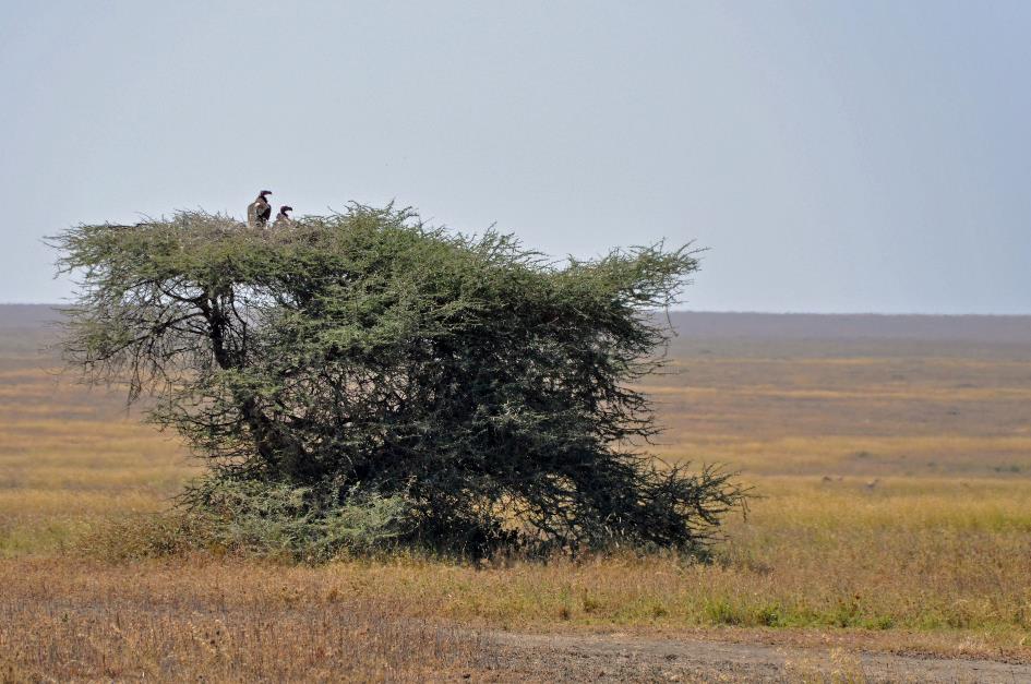 D:\DataFoto\Foto's - Reizen\2009-07-10 Kenia - Tanzania\05 Serengeti\Best Of\KETA2335y.jpg
