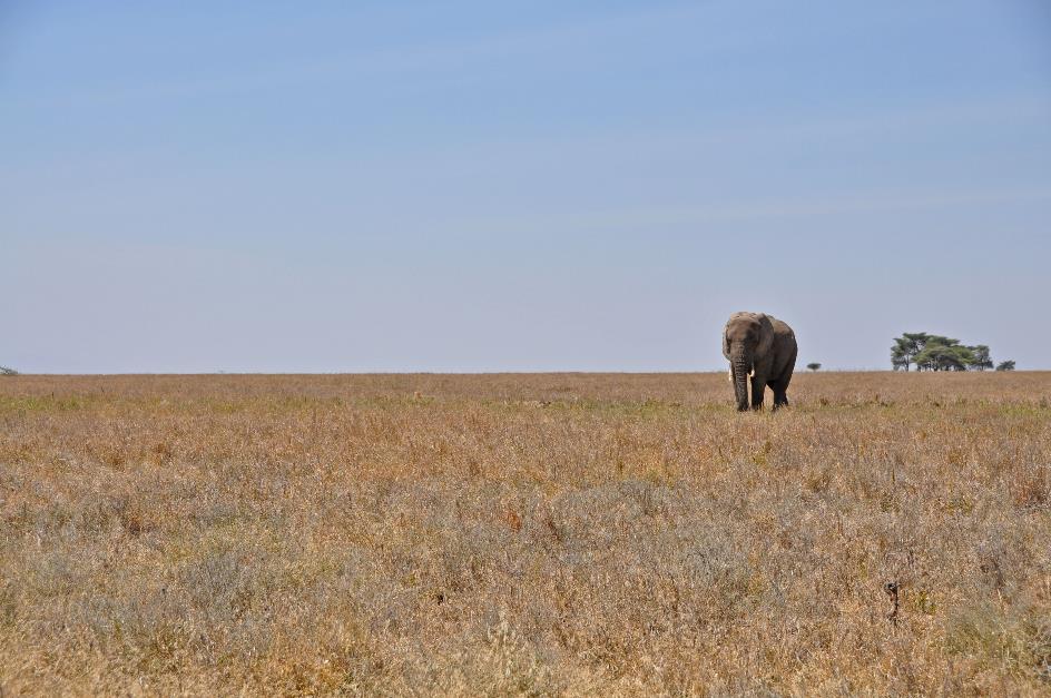 D:\DataFoto\Foto's - Reizen\2009-07-10 Kenia - Tanzania\05 Serengeti\Best Of\KETA2374y.jpg