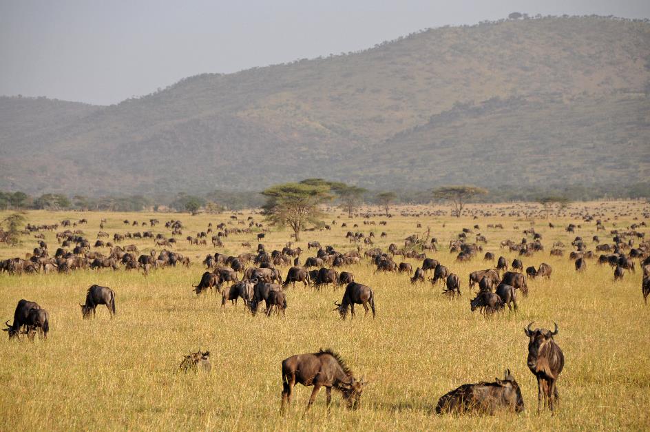D:\DataFoto\Foto's - Reizen\2009-07-10 Kenia - Tanzania\05 Serengeti\Best Of\KETA1739y.jpg