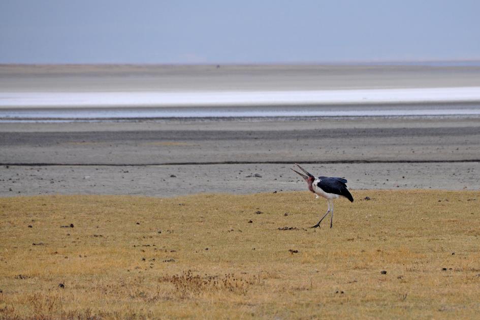 D:\DataFoto\Foto's - Reizen\2009-07-10 Kenia - Tanzania\06 Ngorongoro\Best Of\KETA2565y.jpg