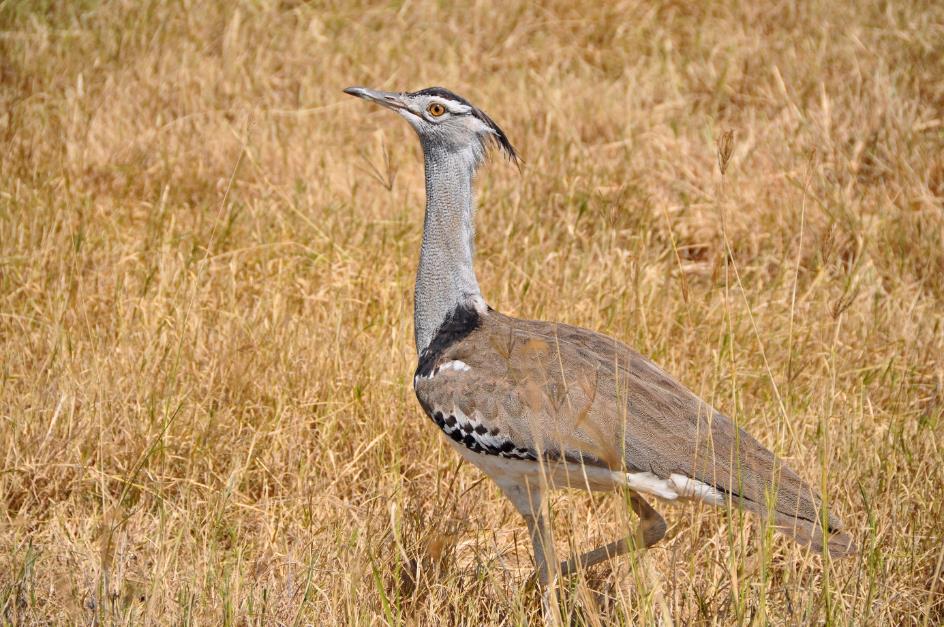 D:\DataFoto\Foto's - Reizen\2009-07-10 Kenia - Tanzania\06 Ngorongoro\Best Of\KETA2716y.jpg