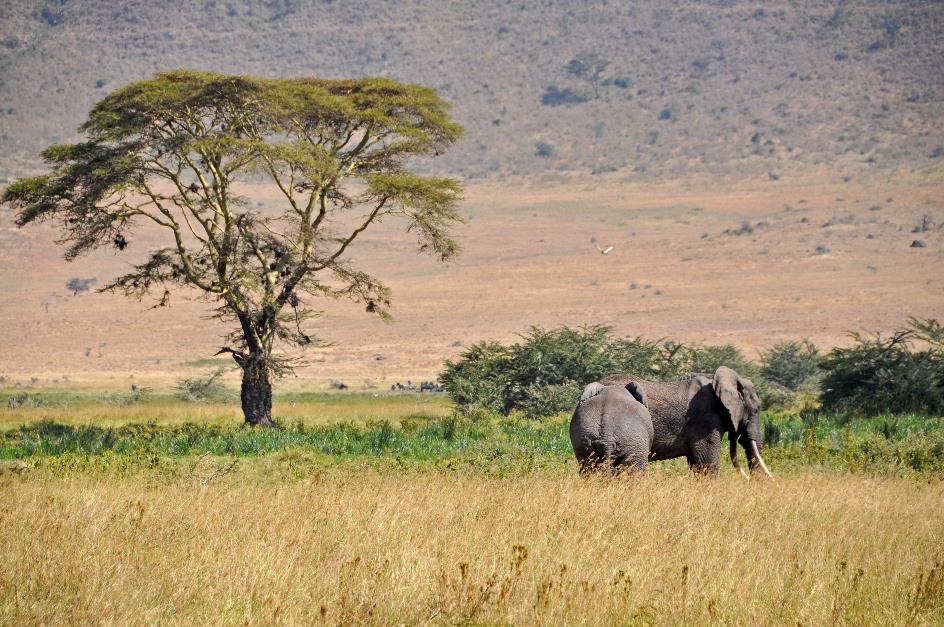 D:\DataFoto\Foto's - Reizen\2009-07-10 Kenia - Tanzania\06 Ngorongoro\Best Of\KETA2758y.jpg