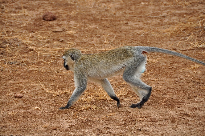 D:\DataFoto\Foto's - Reizen\2009-07-10 Kenia - Tanzania\07 LakeManyara\Best Of\KETA3029y.jpg