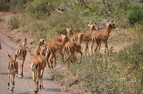 D:\DataFoto\Foto's - Reizen\2009-07-10 Kenia - Tanzania\07 LakeManyara\Best Of\KETA2993y.jpg