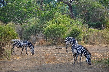 D:\DataFoto\Foto's - Reizen\2009-07-10 Kenia - Tanzania\07 LakeManyara\Best Of\KETA2884y.jpg