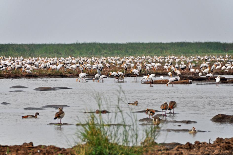 D:\DataFoto\Foto's - Reizen\2009-07-10 Kenia - Tanzania\07 LakeManyara\Best Of\KETA2922y.jpg