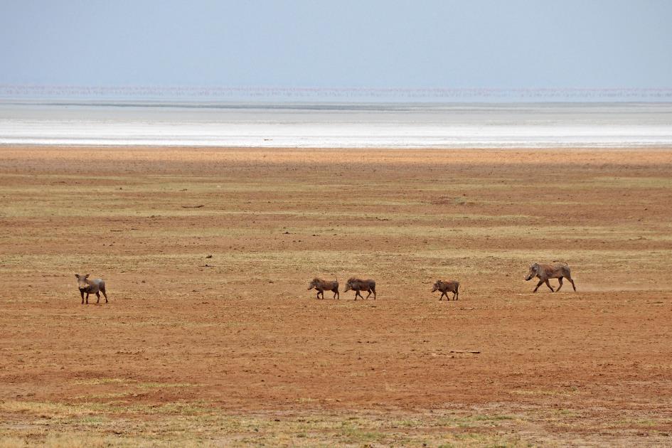 D:\DataFoto\Foto's - Reizen\2009-07-10 Kenia - Tanzania\07 LakeManyara\Best Of\KETA3033y.jpg