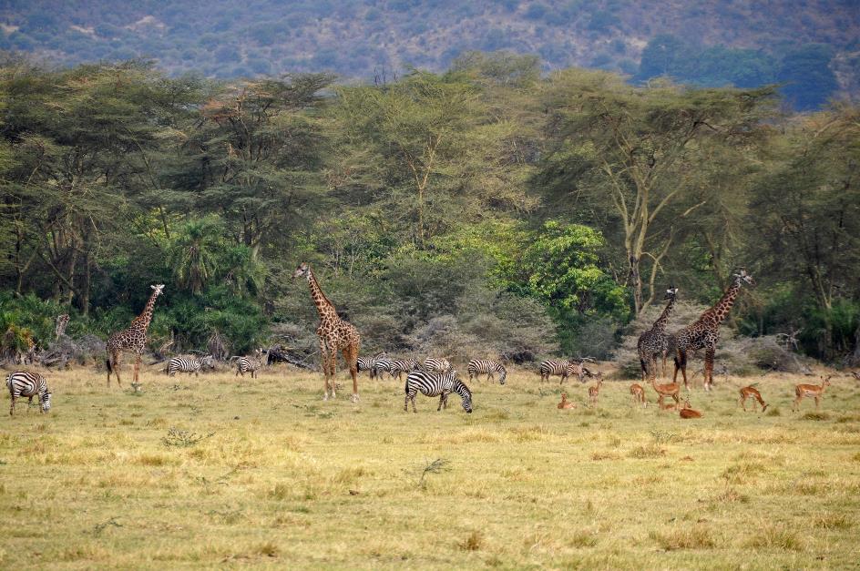 D:\DataFoto\Foto's - Reizen\2009-07-10 Kenia - Tanzania\07 LakeManyara\Best Of\KETA2949y.jpg