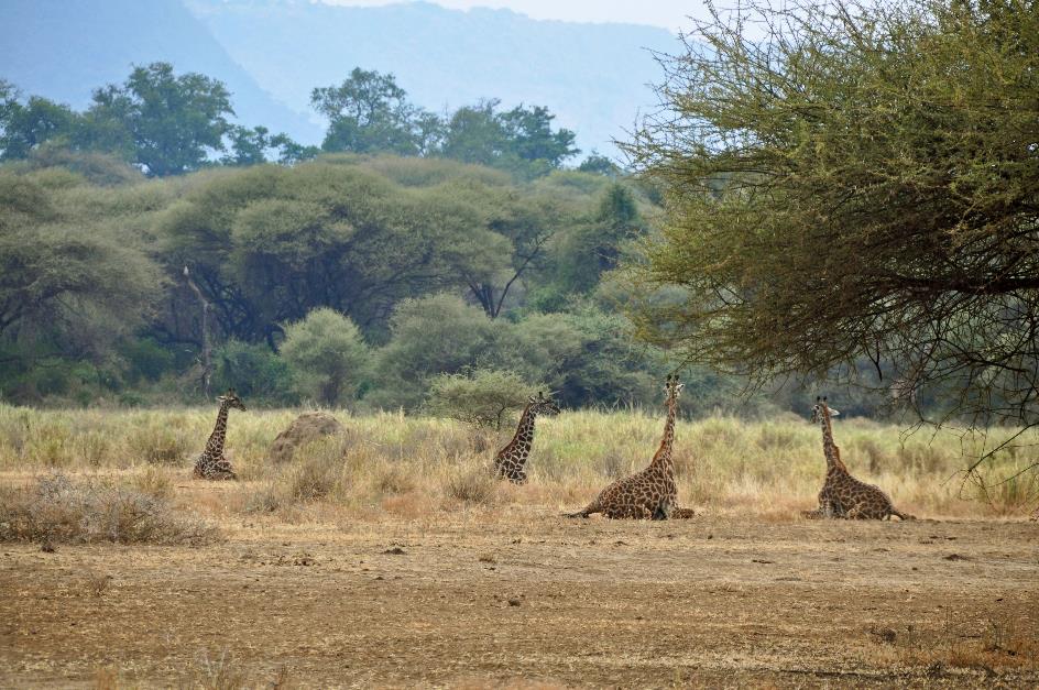 D:\DataFoto\Foto's - Reizen\2009-07-10 Kenia - Tanzania\07 LakeManyara\Best Of\KETA3018y.jpg