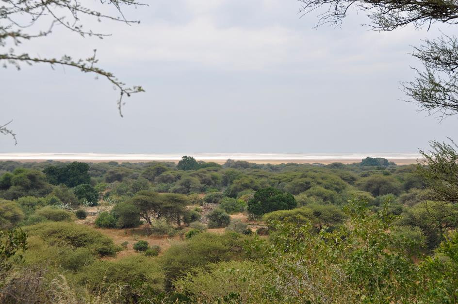 D:\DataFoto\Foto's - Reizen\2009-07-10 Kenia - Tanzania\07 LakeManyara\Best Of\KETA3006y.jpg