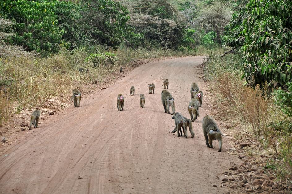 D:\DataFoto\Foto's - Reizen\2009-07-10 Kenia - Tanzania\07 LakeManyara\Best Of\KETA2978y.jpg