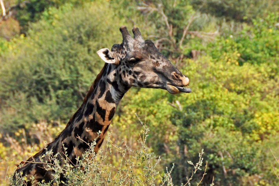 D:\DataFoto\Foto's - Reizen\2009-07-10 Kenia - Tanzania\07 LakeManyara\Best Of\KETA2844y.jpg