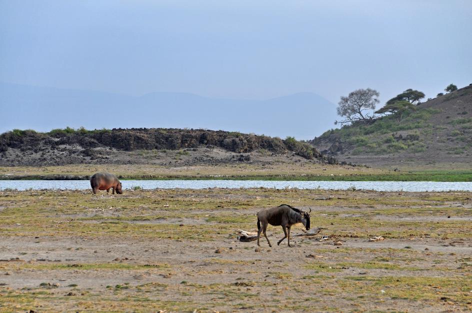 D:\DataFoto\Foto's - Reizen\2009-07-10 Kenia - Tanzania\08 Amboseli\Best Of\KETA3241y.jpg