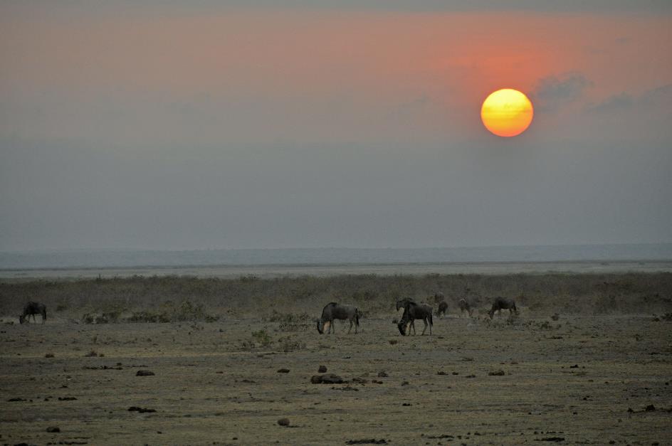 D:\DataFoto\Foto's - Reizen\2009-07-10 Kenia - Tanzania\08 Amboseli\Best Of\KETA3244y.jpg