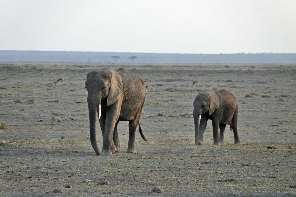 D:\DataFoto\Foto's - Reizen\2009-07-10 Kenia - Tanzania\08 Amboseli\Best Of\KETA3263y.jpg
