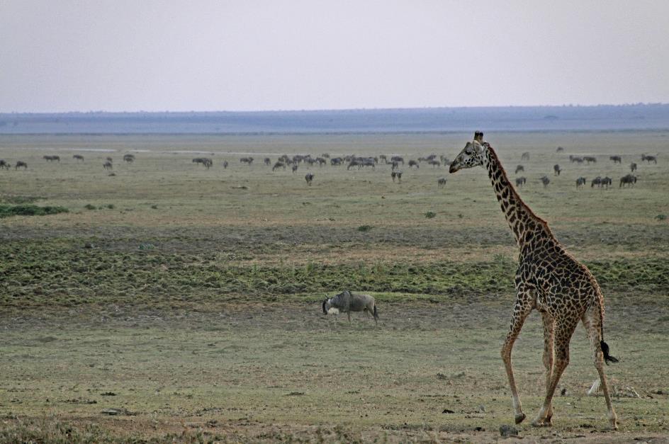 D:\DataFoto\Foto's - Reizen\2009-07-10 Kenia - Tanzania\08 Amboseli\Best Of\KETA3260y.jpg