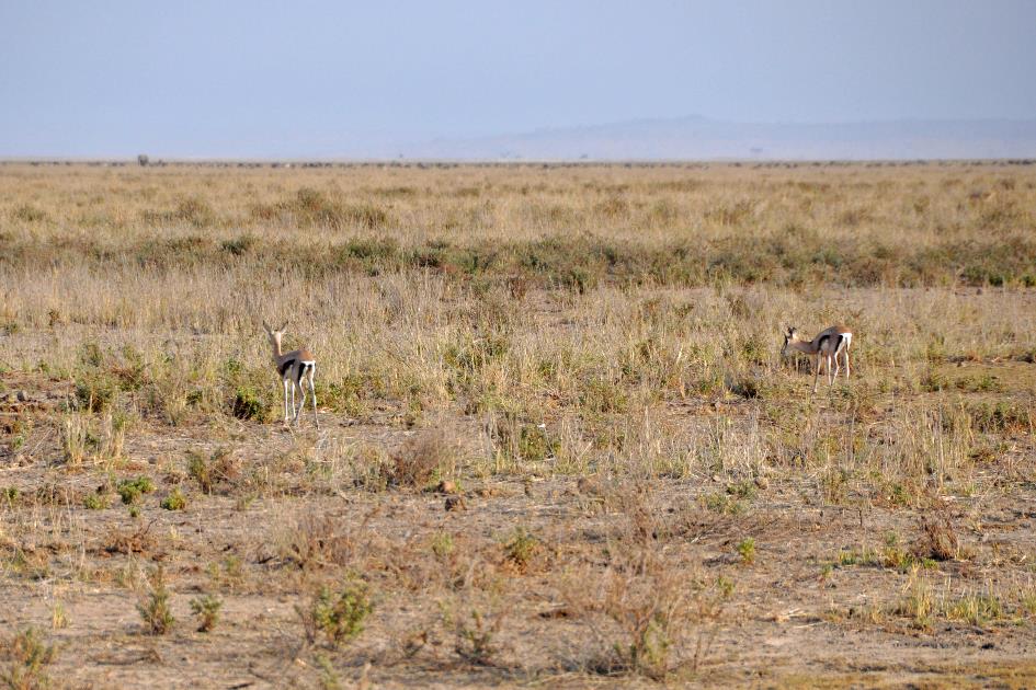 D:\DataFoto\Foto's - Reizen\2009-07-10 Kenia - Tanzania\08 Amboseli\Best Of\KETA3329y.jpg