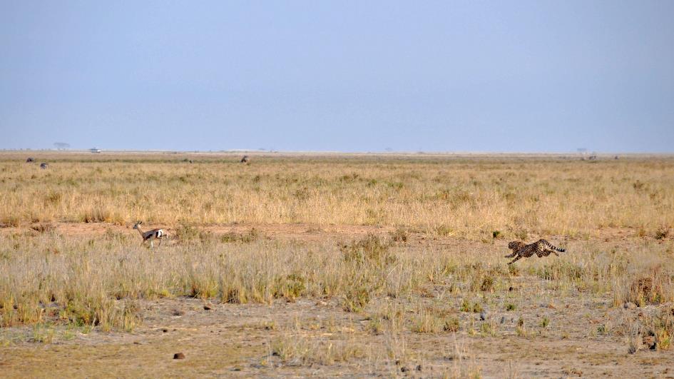 D:\DataFoto\Foto's - Reizen\2009-07-10 Kenia - Tanzania\08 Amboseli\Best Of\KETA3333b.jpg