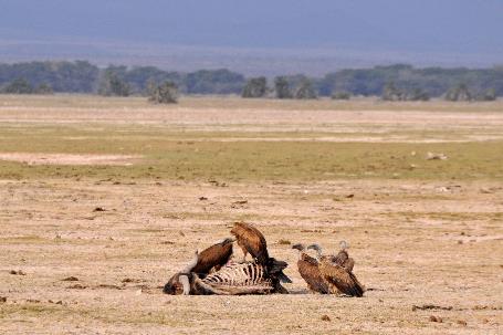 D:\DataFoto\Foto's - Reizen\2009-07-10 Kenia - Tanzania\08 Amboseli\Best Of\KETA3374y.jpg