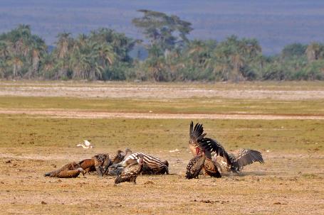 D:\DataFoto\Foto's - Reizen\2009-07-10 Kenia - Tanzania\08 Amboseli\Best Of\KETA3377y.jpg