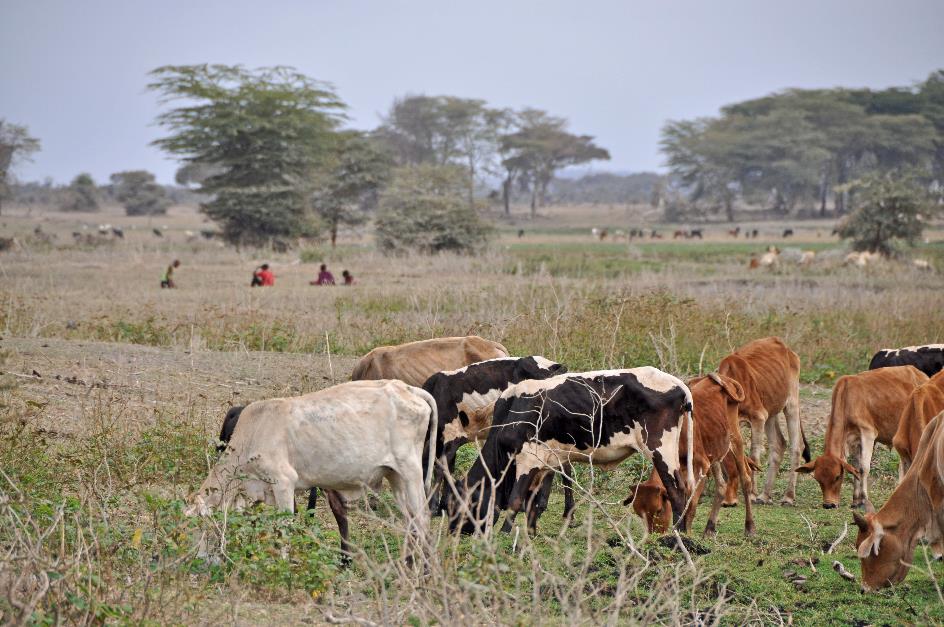 D:\DataFoto\Foto's - Reizen\2009-07-10 Kenia - Tanzania\08 Amboseli\Best Of\KETA3427y.jpg