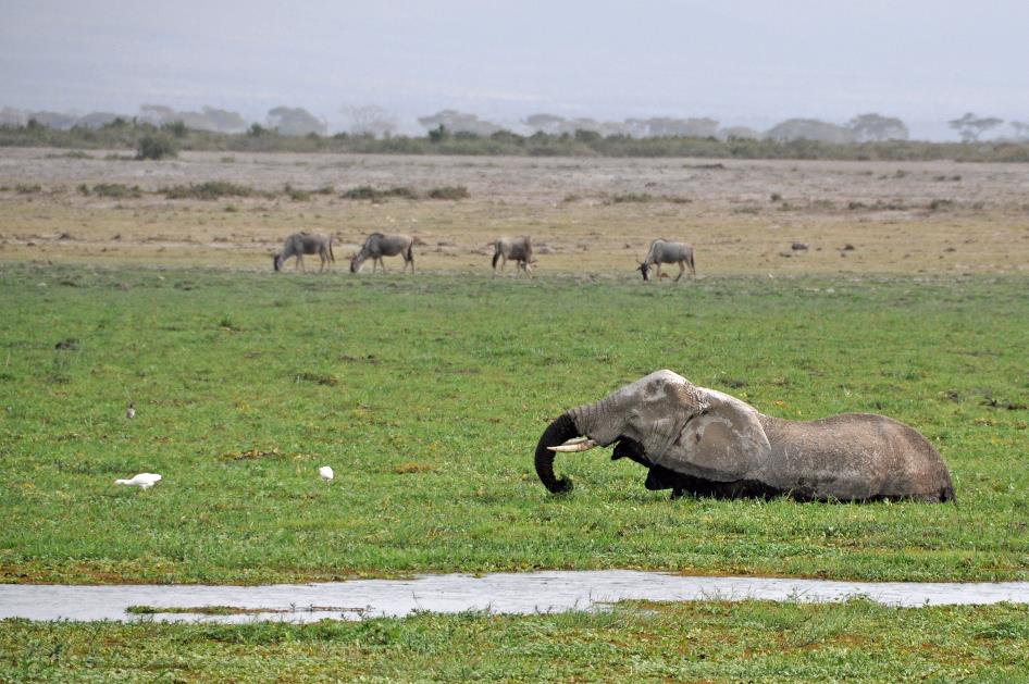 D:\DataFoto\Foto's - Reizen\2009-07-10 Kenia - Tanzania\08 Amboseli\Best Of\KETA3500y.jpg