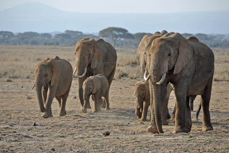 D:\DataFoto\Foto's - Reizen\2009-07-10 Kenia - Tanzania\08 Amboseli\Best Of\KETA3598y.jpg