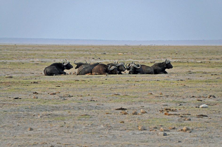 D:\DataFoto\Foto's - Reizen\2009-07-10 Kenia - Tanzania\08 Amboseli\Best Of\KETA3243y.jpg