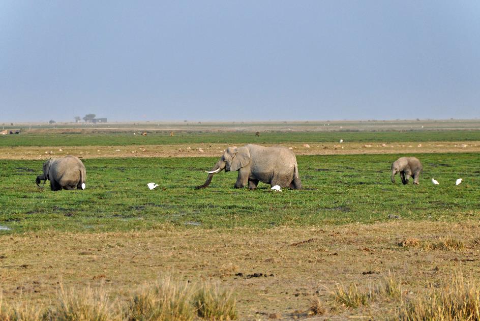 D:\DataFoto\Foto's - Reizen\2009-07-10 Kenia - Tanzania\08 Amboseli\Best Of\KETA3302y.jpg