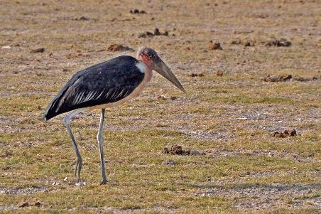 D:\DataFoto\Foto's - Reizen\2009-07-10 Kenia - Tanzania\08 Amboseli\Best Of\KETA3373y.jpg