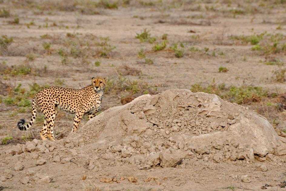 D:\DataFoto\Foto's - Reizen\2009-07-10 Kenia - Tanzania\08 Amboseli\Best Of\KETA3306y.jpg