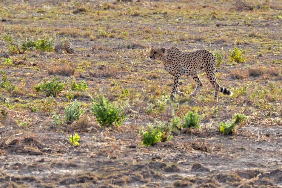 D:\DataFoto\Foto's - Reizen\2009-07-10 Kenia - Tanzania\08 Amboseli\Best Of\KETA3326y.jpg