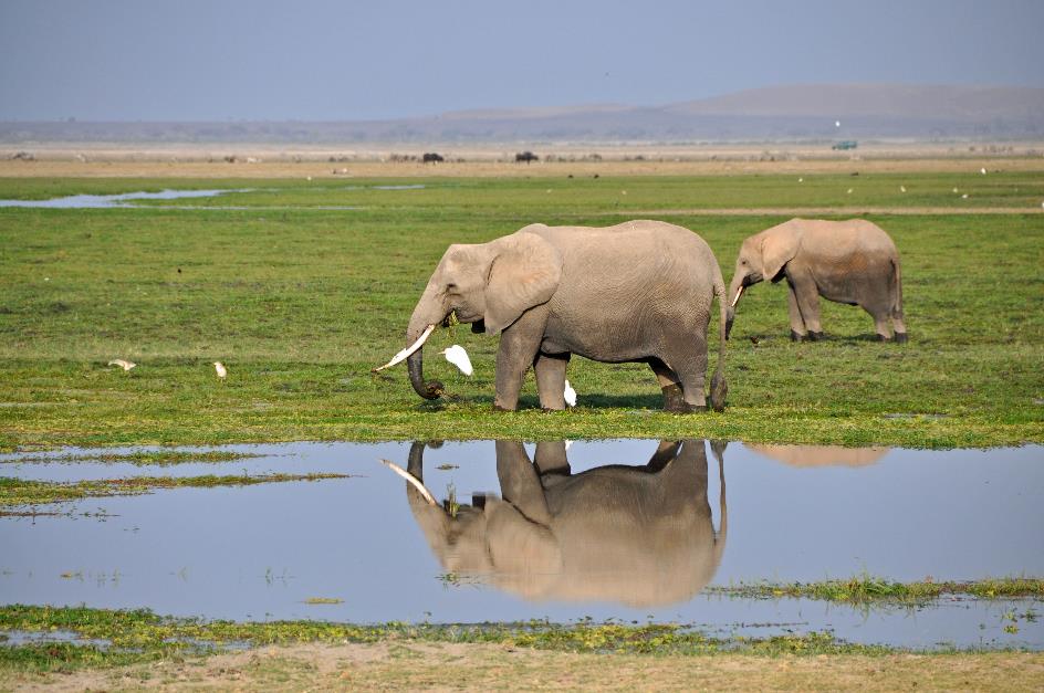 D:\DataFoto\Foto's - Reizen\2009-07-10 Kenia - Tanzania\08 Amboseli\Best Of\KETA3340y.jpg