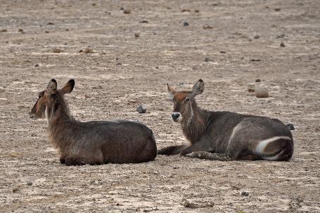 D:\DataFoto\Foto's - Reizen\2009-07-10 Kenia - Tanzania\08 Amboseli\Best Of\KETA3419y.jpg