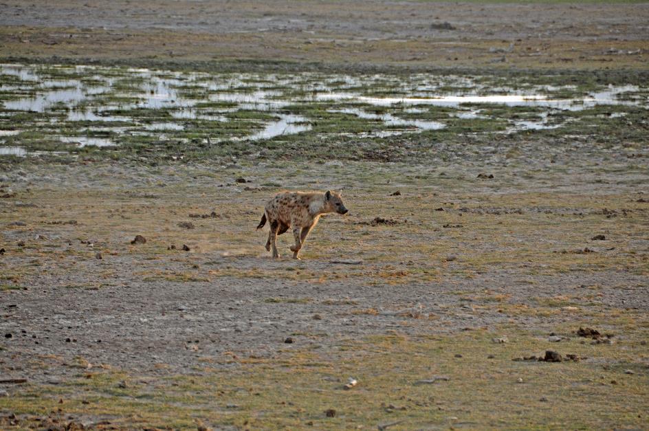 D:\DataFoto\Foto's - Reizen\2009-07-10 Kenia - Tanzania\08 Amboseli\Best Of\KETA3233y.jpg