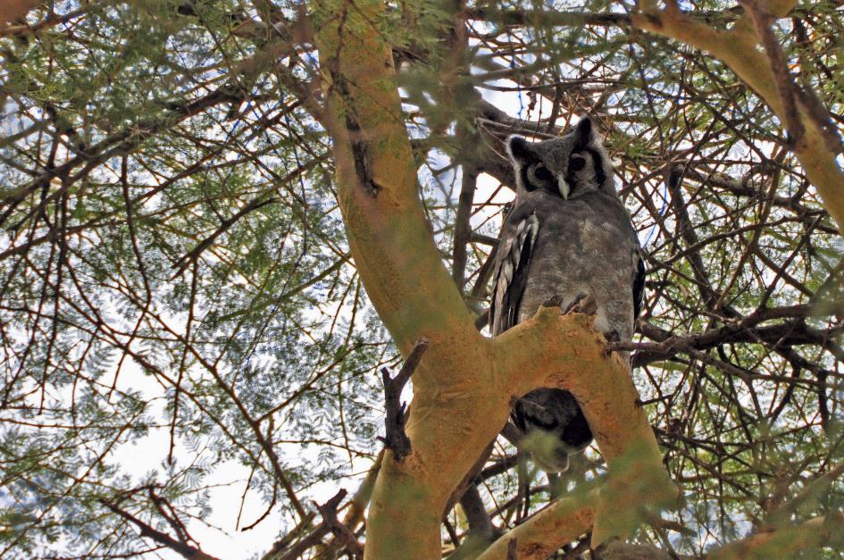 D:\DataFoto\Foto's - Reizen\2009-07-10 Kenia - Tanzania\08 Amboseli\Best Of\KETA3459y.jpg