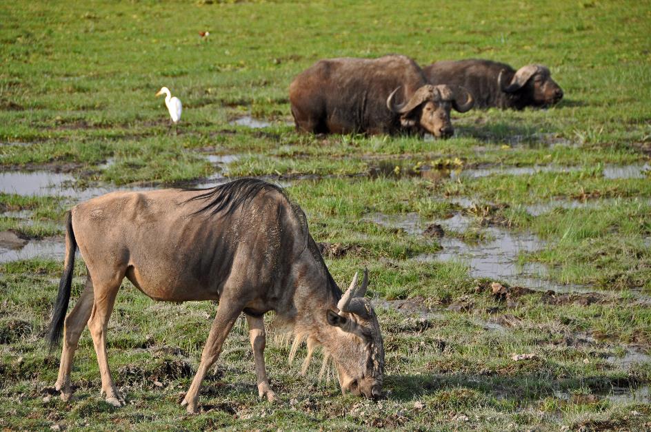 D:\DataFoto\Foto's - Reizen\2009-07-10 Kenia - Tanzania\08 Amboseli\Best Of\KETA3517y.jpg